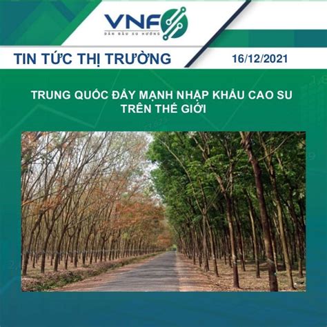 TIN TỨC THỊ TRƯỜNG 16 12 TRUNG QUỐC ĐẨY MẠNH NHẬP KHẨU CAO SU TRÊN THẾ