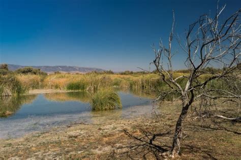 Free Images Landscape Tree Water Nature Marsh Swamp Wilderness