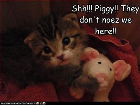 Image Detail for - funny pictures of cats with captions | Funny animals ...