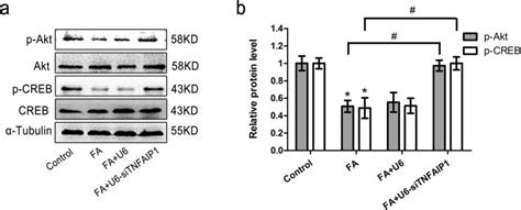 Effects Of TNFAIP1 Knockdown On FA Inhibited The Akt CREB Signaling