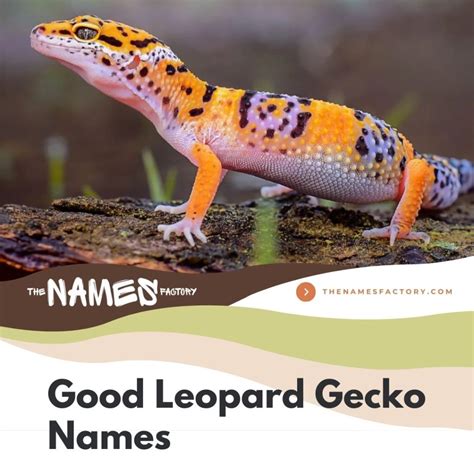 380+ Quirky and Original Leopard Gecko Names for Your Lizard