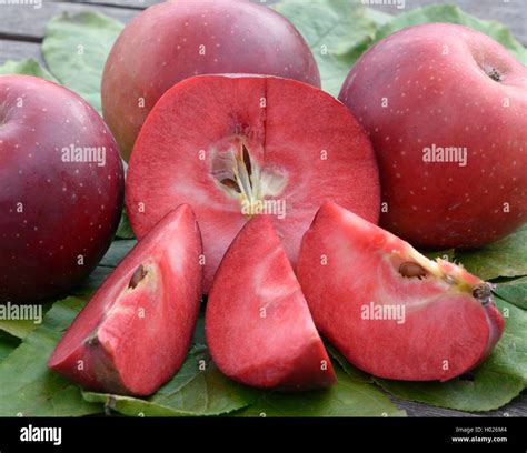 Apple Malus Domestica Baya Marisa Malus Domestica Baya Marisa