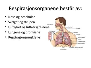 Respirasjonssystemet Ppt