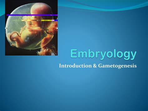 Ppt Embryology Powerpoint Presentation Free Download Id9474069