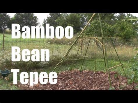 Bamboo Bean Tepee Diy Beans Bamboo Tepee