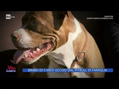 Bimbo Di Mesi Ucciso Dal Pitbull Di Famiglia La Vita In Diretta