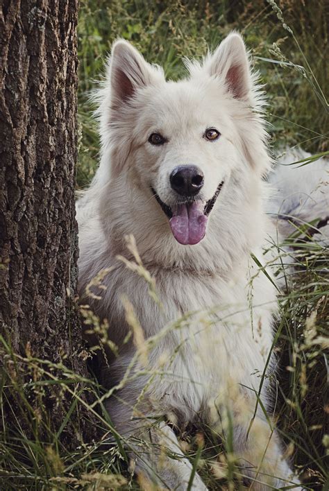 Alaskan Malamute And German Shepherd Mix Puppies For Sale - Pets Lovers