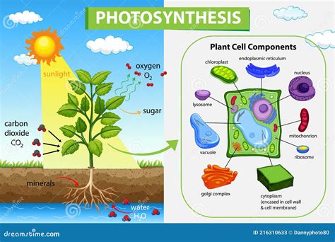 Diagrama Mostrando O Processo De Fotossíntese Na Planta Ilustração Do