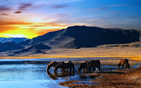 Horses Landscapes Lake Nature Mountains Water Sunrise Wallpapers