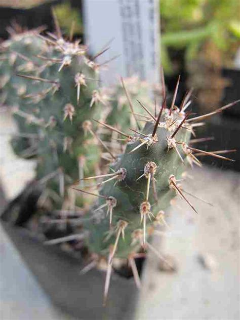 ᐈ Top 10 Cactus RESISTENTES al FRÍO 40 2024