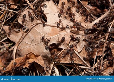 Colony of ants stock photo. Image of moving, leaves, group - 13634366