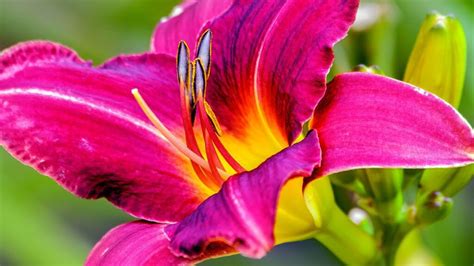 Different Types Of Lilies The Rex Garden