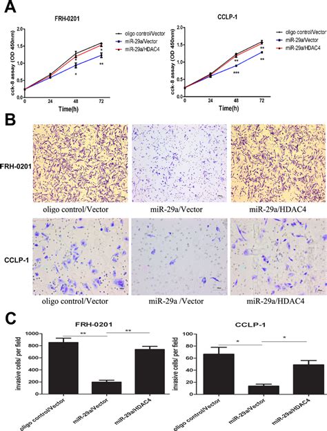 Enhanced HDAC4 Expression Abrogated The Tumor Suppressive Function Of