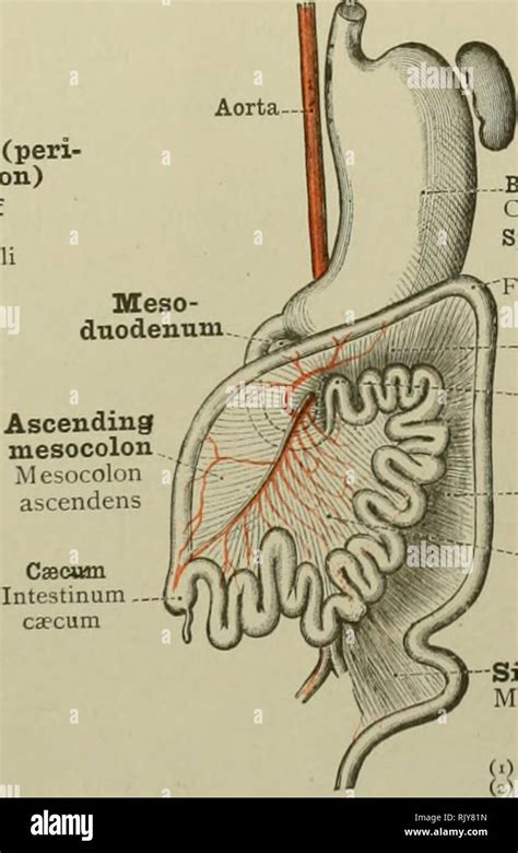 Transverse Mesocolon Anatomy