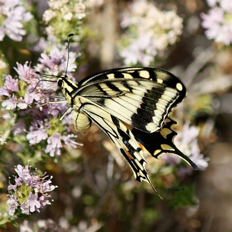 El macaón o mariposa rey Papilio machaon Es una d Flickr