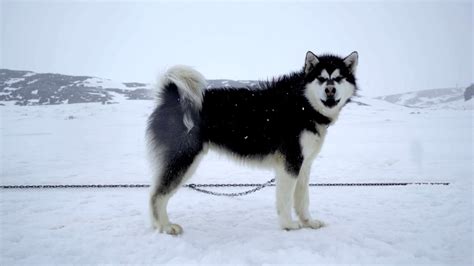 Far And Wide Meet The Inuit Sled Dogs Of Nunavut Youtube