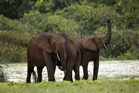 African forest elephant | Size, Habitat, & Facts | Britannica
