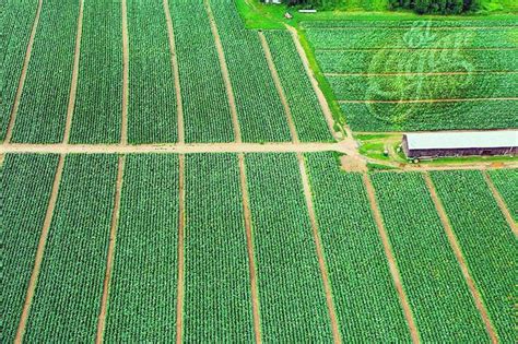 The History of Tobacco Farming in the Connecticut Valley - El Cigar Shop