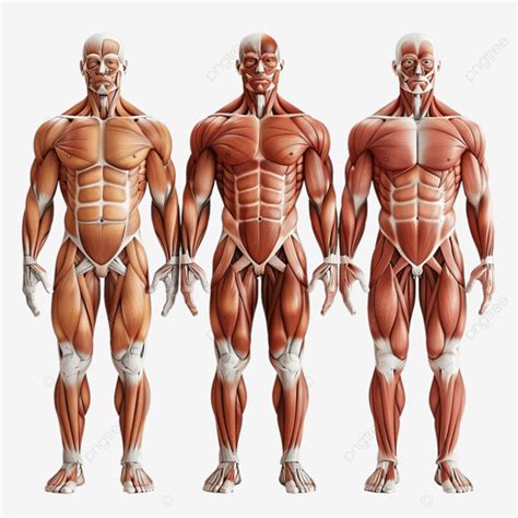 Human Muscle Tissue Distribution Organ Human Body Medical PNG