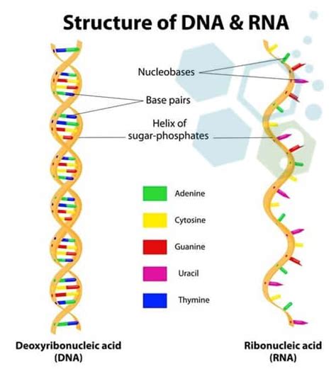 Advantages & Future Applications of mRNA Technology