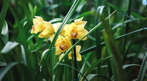 Cómo plantar cultivar y cuidar orquídeas Cymbidium