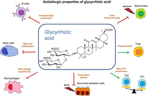 Delivery Systems Using Glycyrrhizic Acid For Allergen Specific