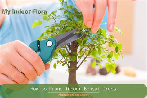 How To Prune Indoor Bonsai Trees [5 Easy To Follow Steps]