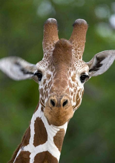 Long Necks 👀 Giraffe Pictures Cute Animals Giraffe