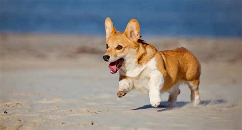 Corgi Temperament - A Tiny Pup Packed With Personality