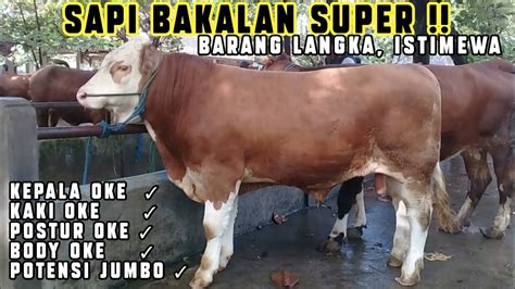 Sapi Bakalan Super Non Poel Barang Langka Dan Istimewa Paling Super