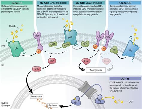 Opioid Receptors Journal Figure / UCLA — FARAH HAMADE