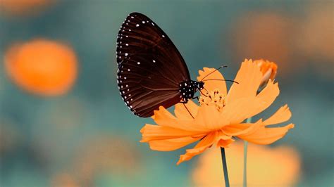 Butterfly 4K HD Wallpapers - Top Free Butterfly 4K HD Backgrounds ...