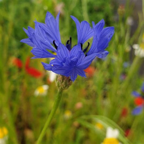 Bee And Butterfly Wildflower Plugs Large Order Online Rocket Gardens