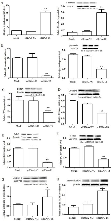 Galnt6 Promotes Mda Mb 231 Cells Proliferation And Migration Through