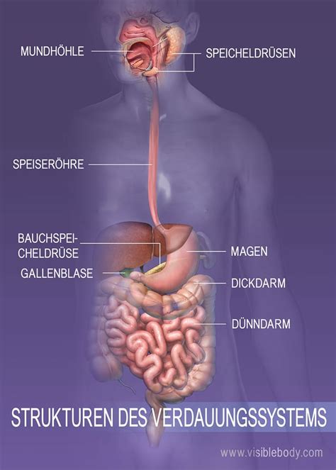 Verdauungssystem 10 Fakten