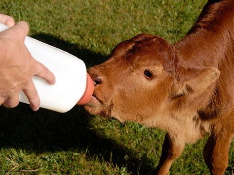 Calf Sucking Man Telegraph