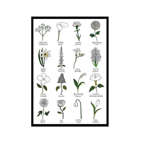 The Language Of White Flowers Identification Chart Symbolism Botany