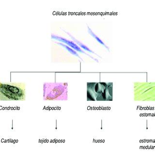 Microfotografías de cultivos de células troncales mesenquimales de