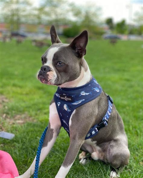 Blue Boston Terrier: An American Gentleman Ready To Charm You