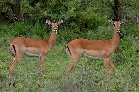 Tanzania's Endangered Mammals - WorldAtlas