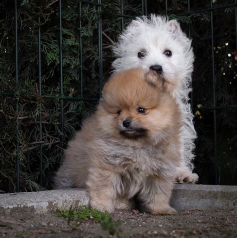 Cachorros Pomerania Centro Canino Valmajano