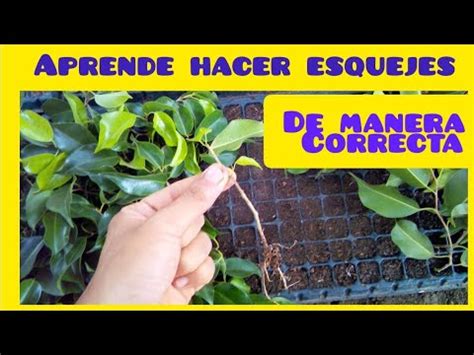 Como Hacer Esquejes De Ficus Benjamina Primer Video Youtube