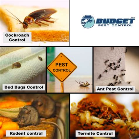 How Do You Know If You Have A Pest Infestation In Your Home Budget