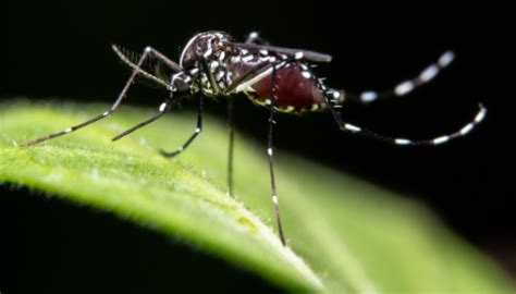 L Sst Sich Dengue Fieber Durch Das Aussetzen Weiterer Stechm Cken