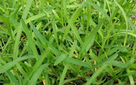 Dethatching St Augustine Grass Can You Dethatch St Augustine Grass