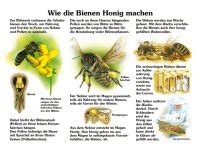 Entwicklung Der Honigbiene Biene Aktionen Natur Im Bild