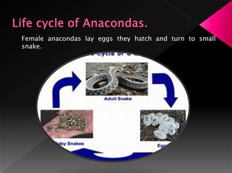 Anaconda Life Cycle