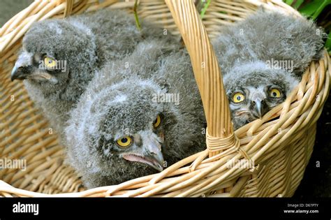 Snowy owl nest chicks hi-res stock photography and images - Alamy