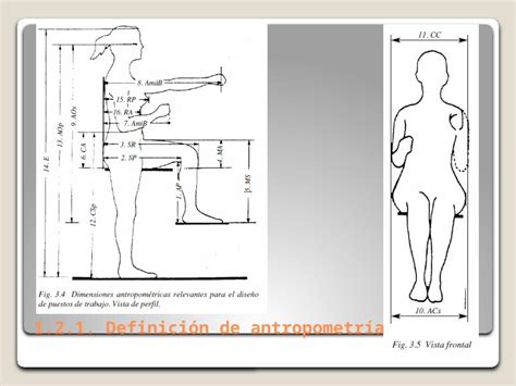 Ppt Ergonom A Unidad Antropometr A Definici N De