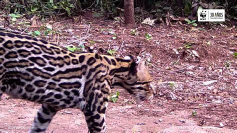 Conoces Al Ocelote Leopardus Pardalis YouTube